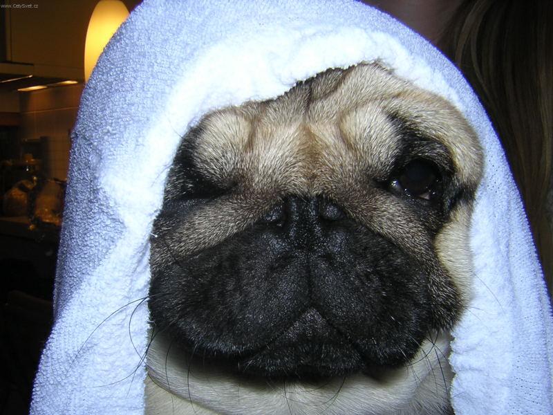 Foto: Uterák-Deny s uterákom