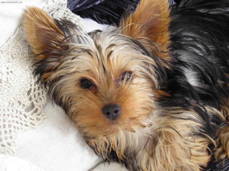 Foto: Maxík-kukadla jak zrcadla