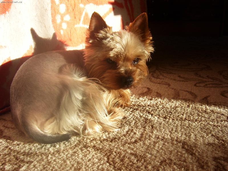 Foto: Odpočinek na sluníčku