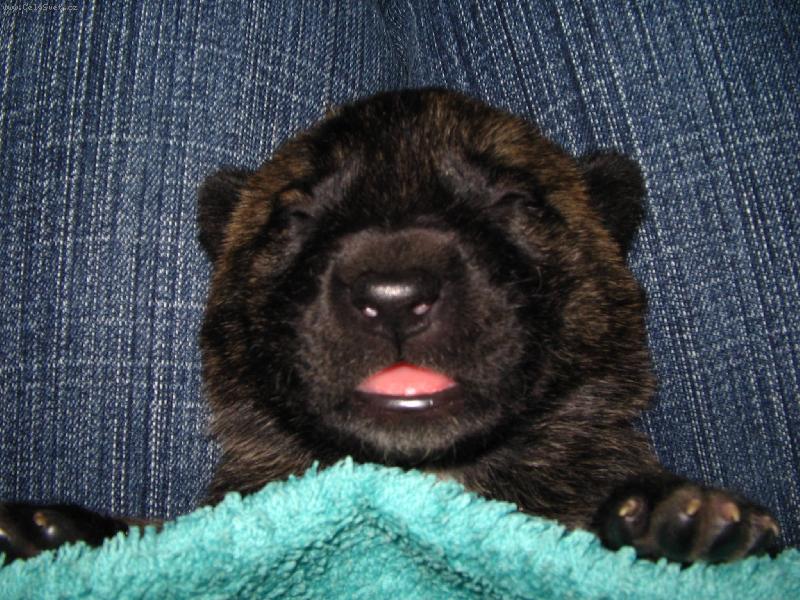 Foto: Pšššt...spím...-deset dnů staré štěňátko Hol.ovčáka