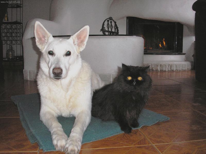 Foto: já a náš pes-kocour Pucci
