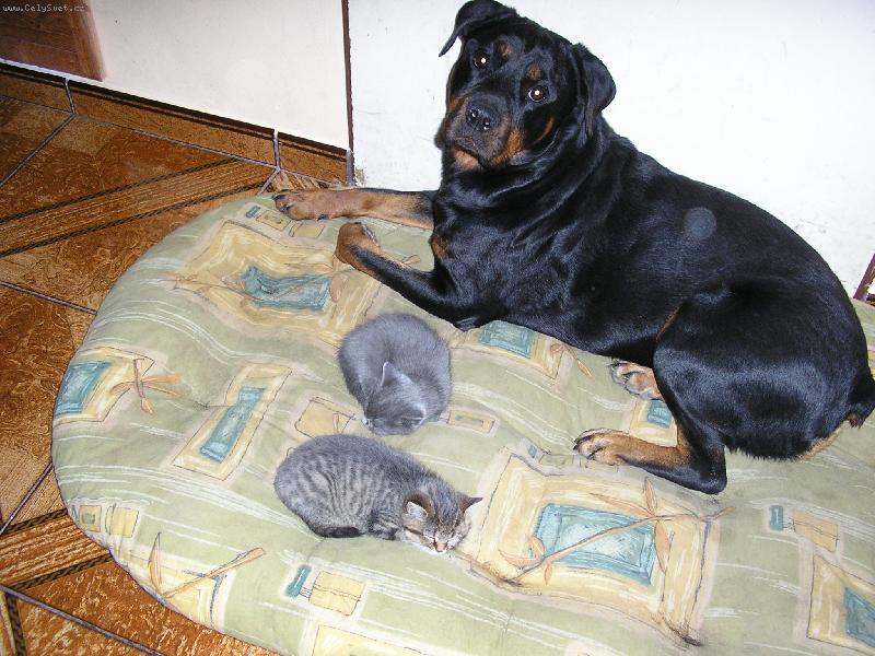 Foto: Chůva-tak to vypadá když má kočka volno :-)