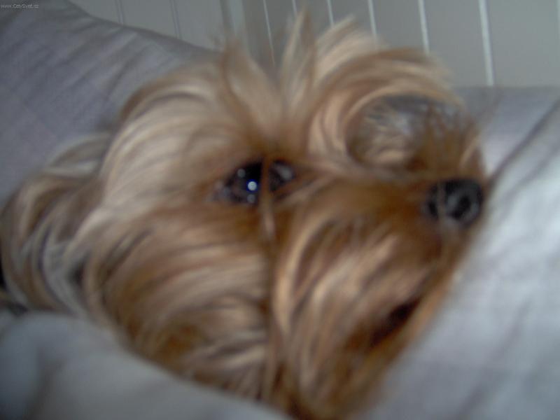 Foto: Dastííííííík