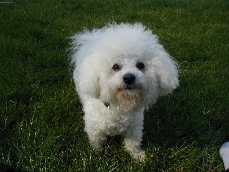 Foto: Náš Denýsek-bišonek na zahradě