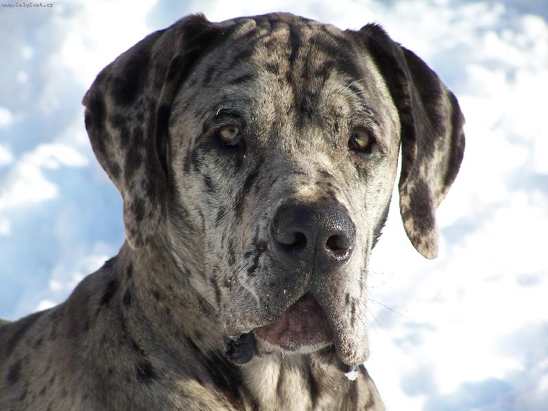 Foto: Jmenuji se " IGOR HNÍZDO"