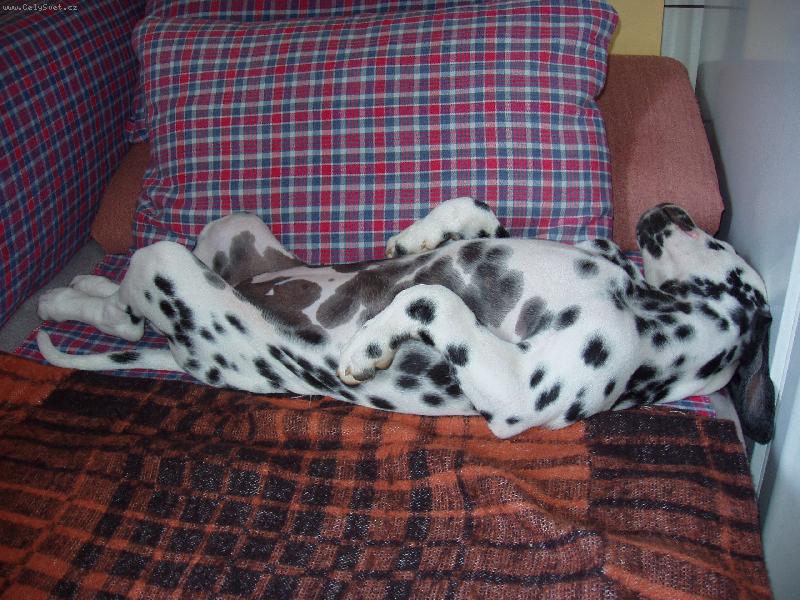 Foto: Není nad dobrý spánek.