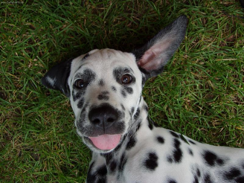 Foto: Nejsem krásná?-Malá příšerka Dorinka.