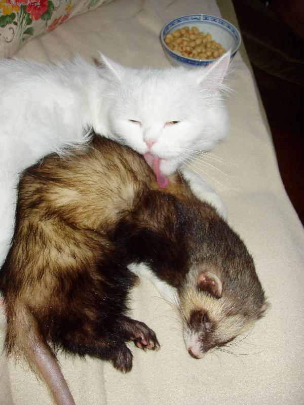 Foto: Večerní hygiena je důležitá!-Kočička Eliška a freťáček Davídek.