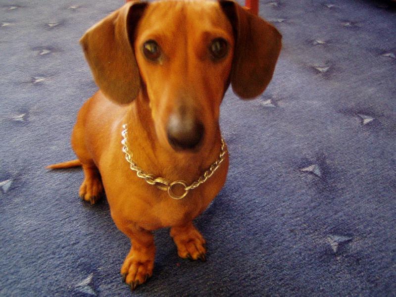 Foto: moe Agíí-pls pošlete mi hlasííkk