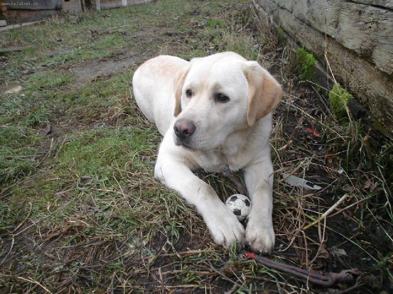 Foto: Můj miláček