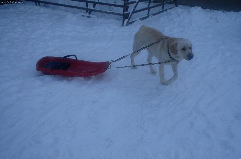 Foto: To jsem ale dříč, co?