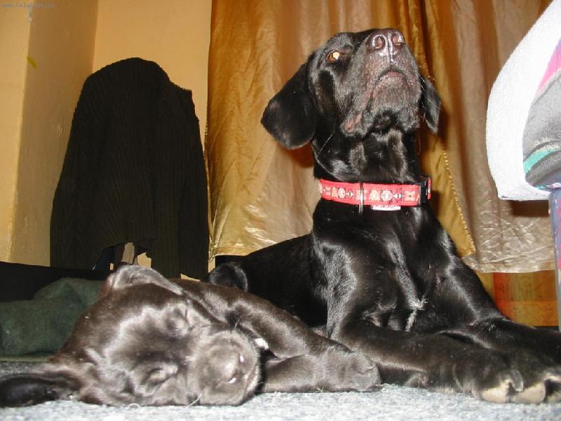 Foto: matka se štěníkem-naši dva