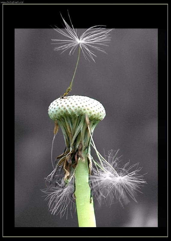 Foto: pampeliška senior-verze 2