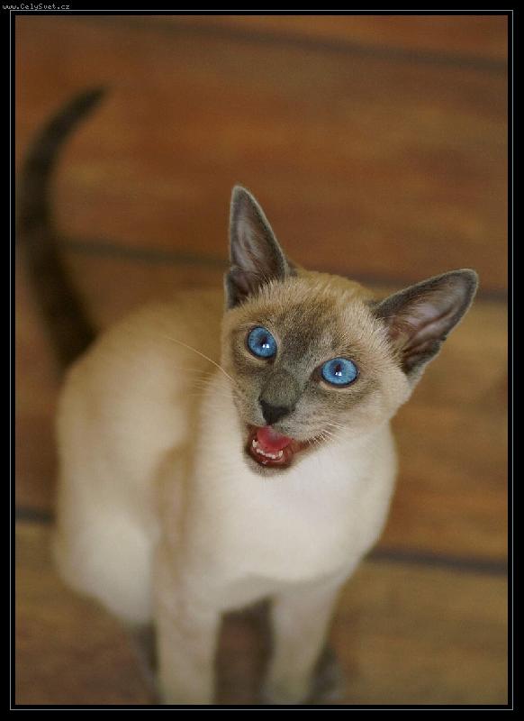 Foto: Chilli-Tak sakra bude mě tady někdo poslouchat?