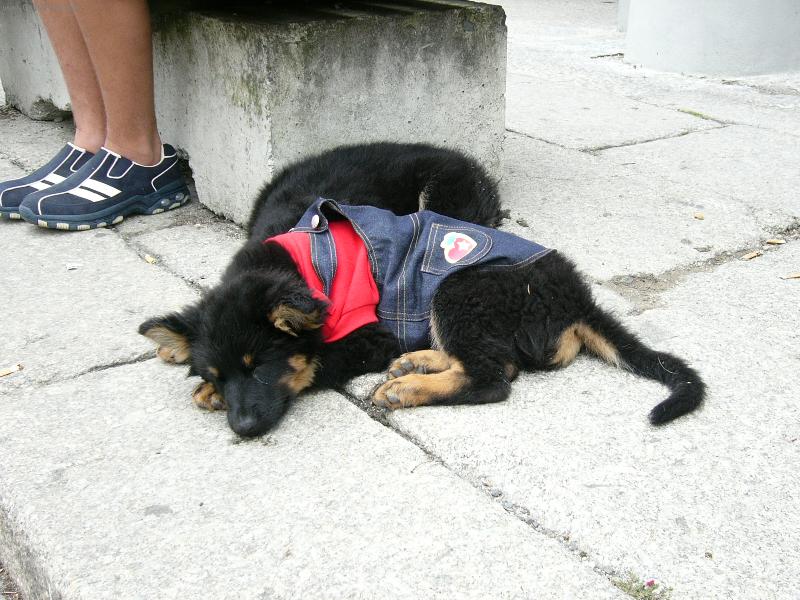Foto: štěnátka v lacláčích-tahovýhle krásně oblečený štěňátka jsem narazila v Domažlicích na Chodských slavnostech
