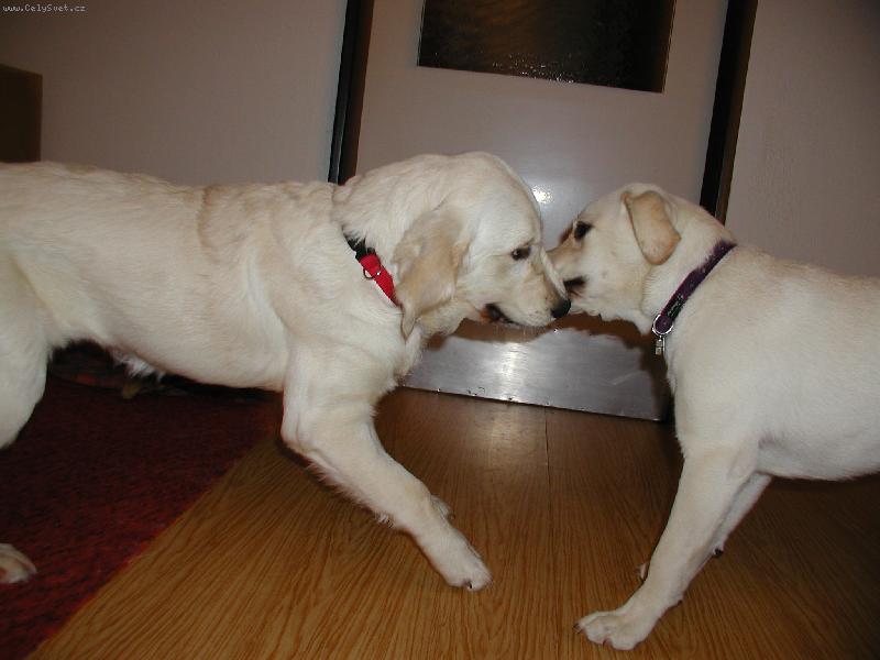 Foto: Megginka-... s kamarádkou Ferginkou