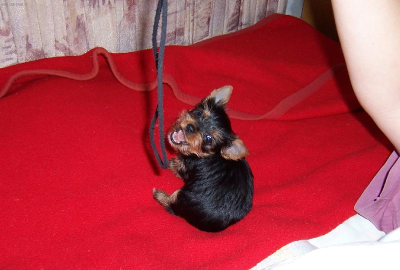 Foto: Sendy-Malý obranář