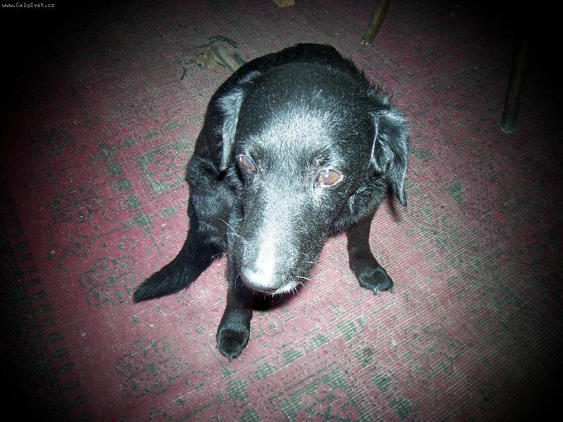 Foto: černý anděl-...jako neviňátko...