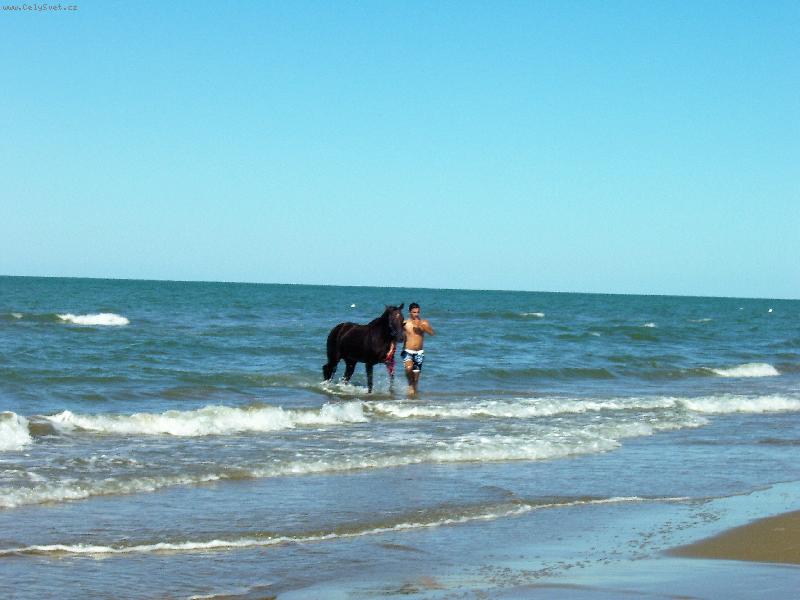 Foto: krásný tmavý plavec - koník