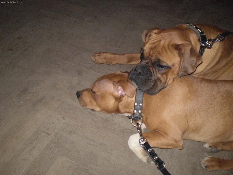 Foto: Bárt s kámošem-znaveni po dlouhé procházce.. :)