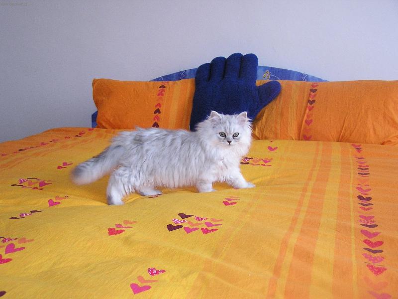 Foto: Módní přehlídka-A takhle se předvádíme