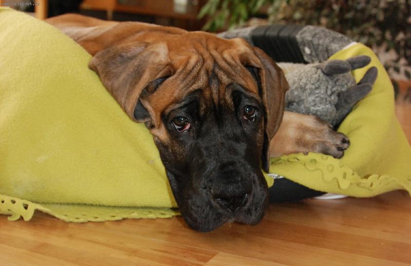 Foto: Nech mě spát-Carmello