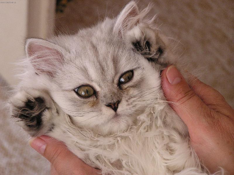 Foto: Spokojený mazlíček-A takhle se chováme