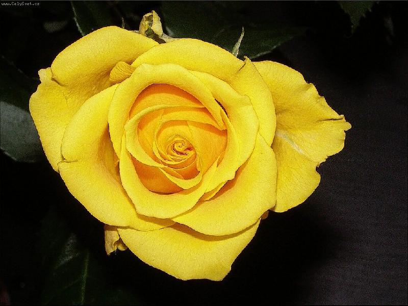 Foto: Žlutá kráska