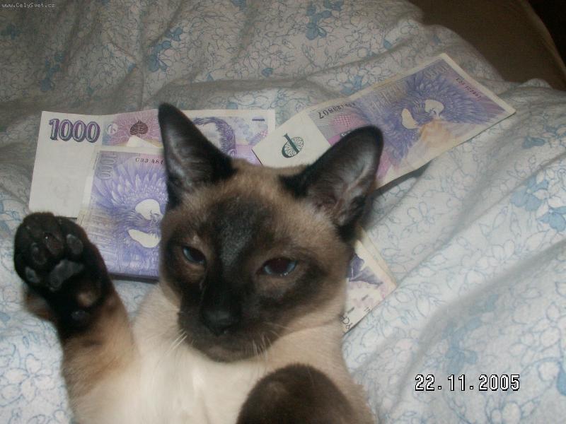 Foto: MICINEK-kočičí mafián