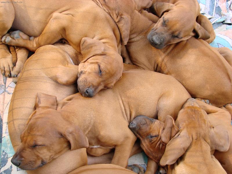 Foto: Tulení štěňátek