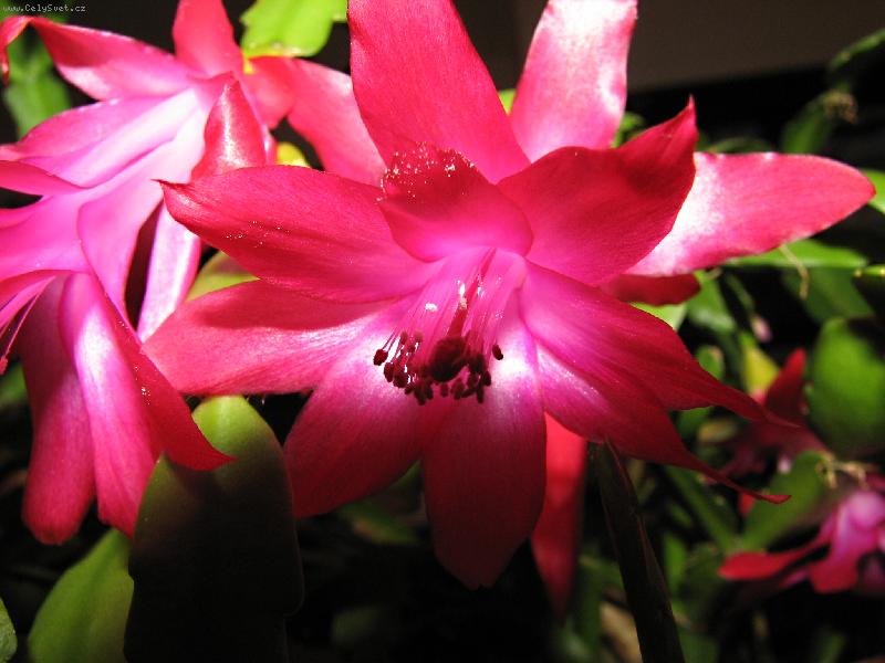 Foto: Zimní potěšení z květů