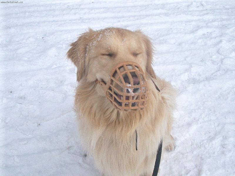 Foto: Arki-úsměv sím