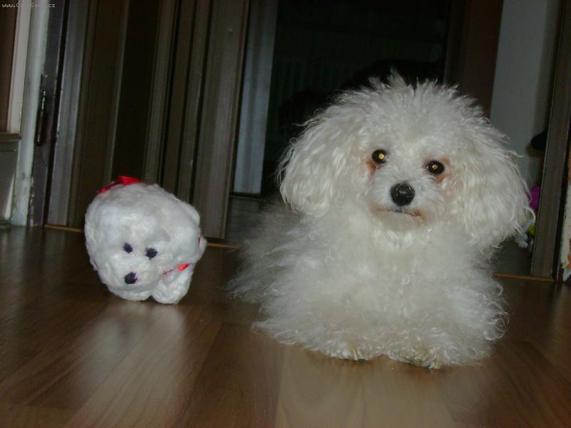 Foto: umělá a živá