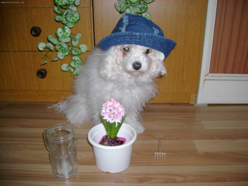 Foto: naše zahradnice