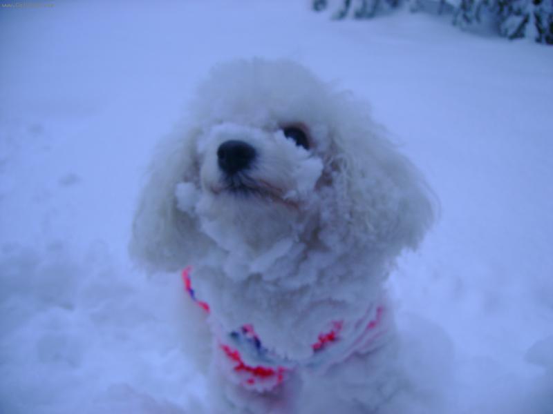 Foto: jsem od sněhu