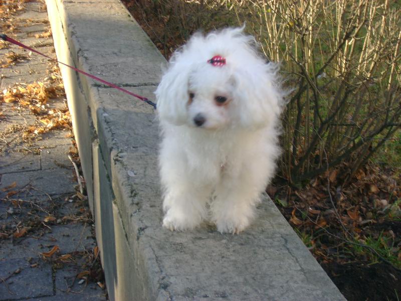 Foto: ráda chodím po zídce