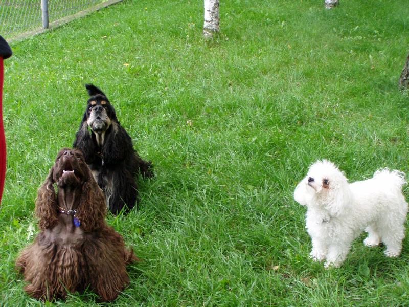 Foto: Jessinčina smečka