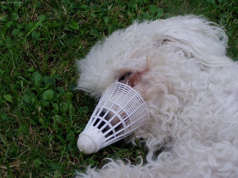 Foto: náhradní nos