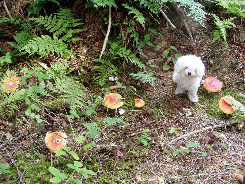 Foto: pozor jedovaté houby