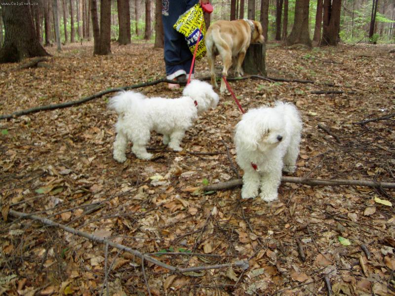 Foto: Jesinčina druhá smečka