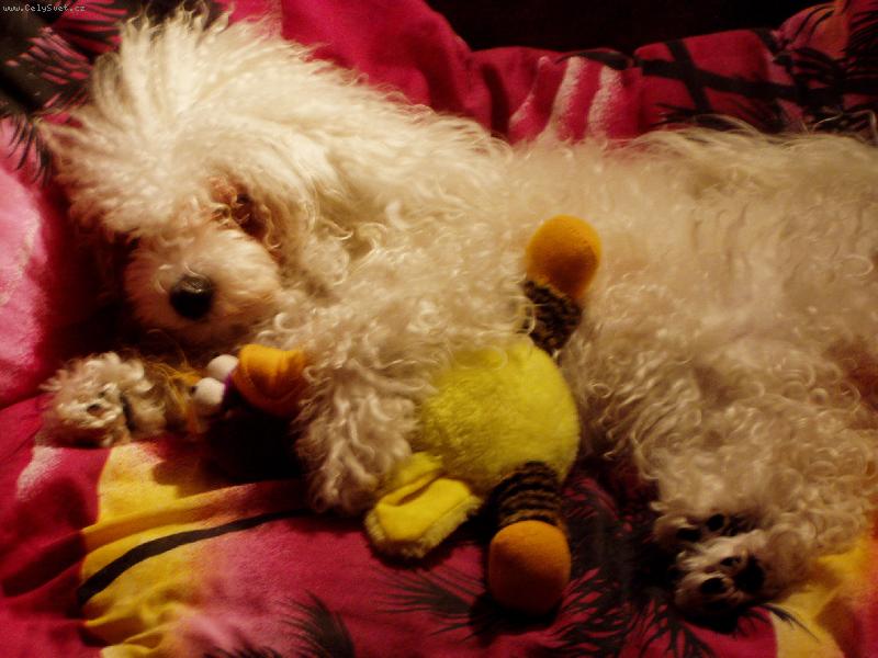 Foto: spím s plyšáčkem