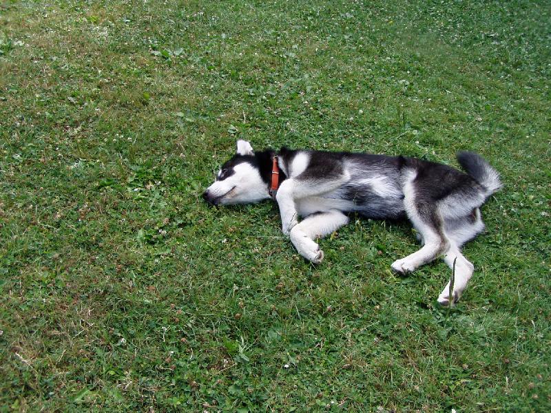 Foto: aljašský malamut