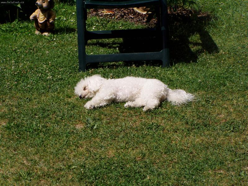 Foto: odpočívám jako pes