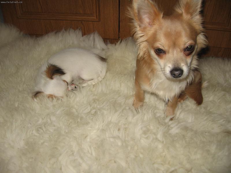 Foto: Matýsek a Laudy-To je tak tak měkké,že by i pes usnul.....