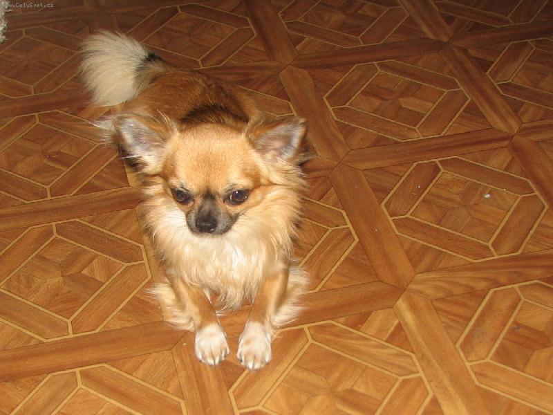 Foto: JCH ALVA Z TŘEBAŇSKÉHO ÚDOLÍ-ČEKÁM NA VOŇAVOU SLEČNU-HÁRAVKU