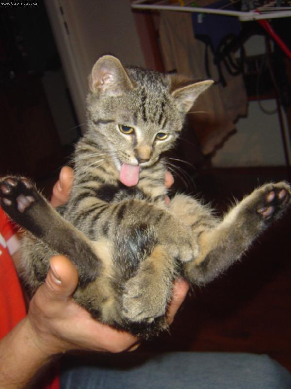 Foto: Smart-čertovské koě