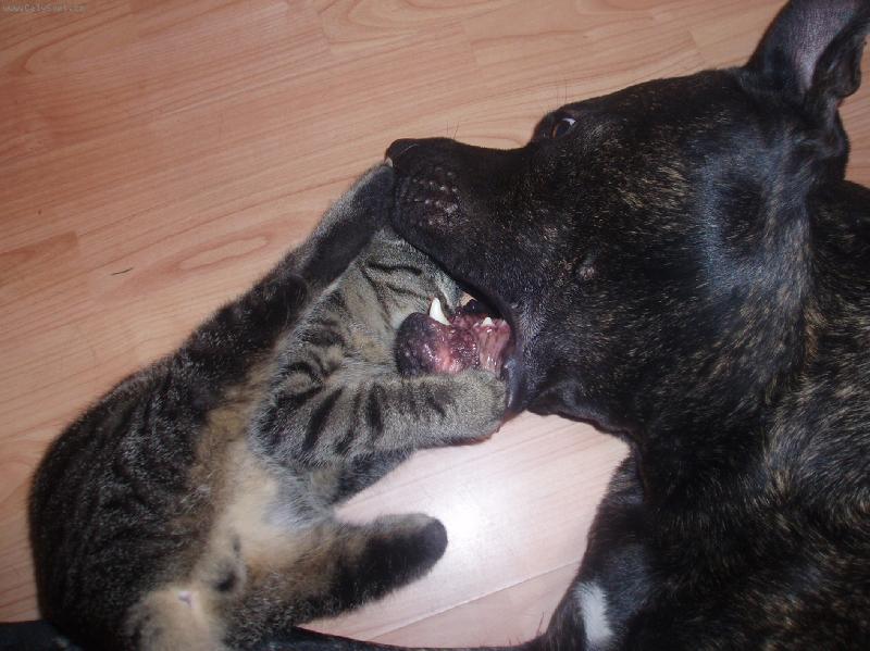 Foto: Cip Norostar a Kočka domácí-hra kočky se psem