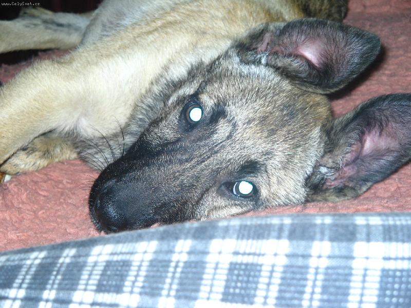 Foto: Já už budu hodná ..:)-Zrovna ukradla kusanec kačenky :)))