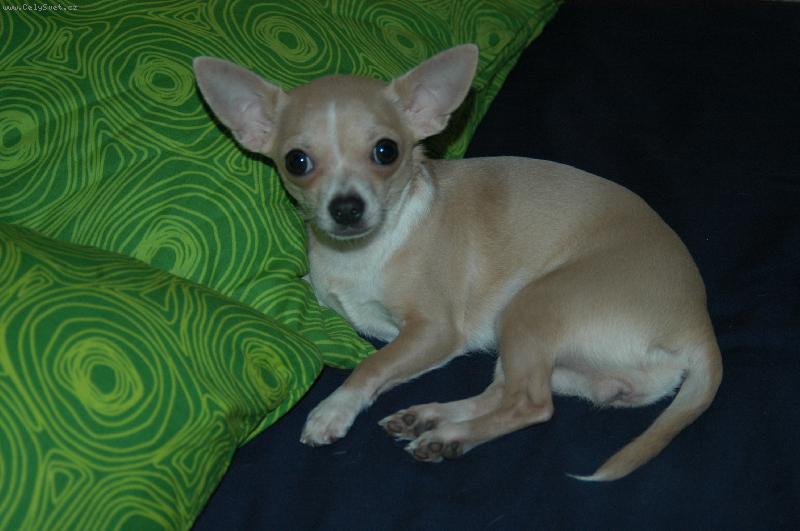 Foto: Princezna Daisy-náš miláček