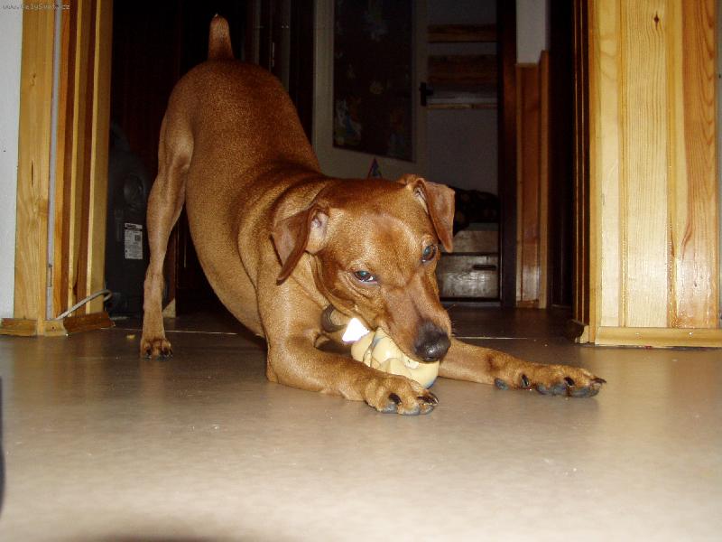 Foto: Benny si hraje-tak si umí hrát